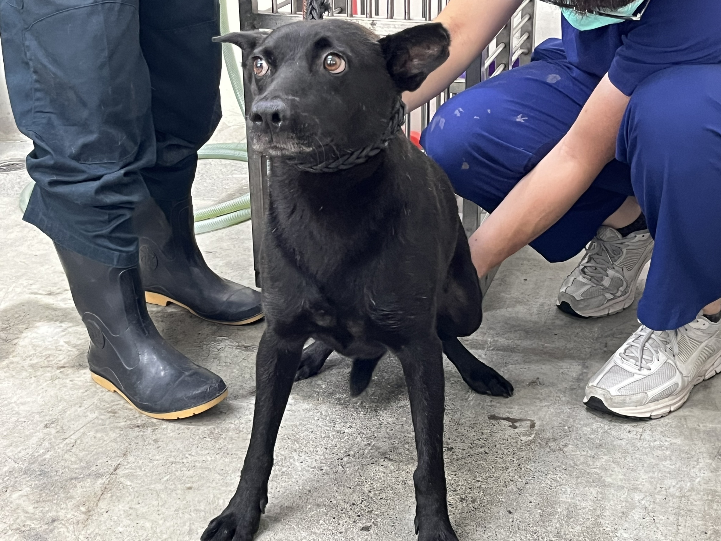 Photo of No. VAAAG114071001, Adult · Male · Medium · Mixed breed