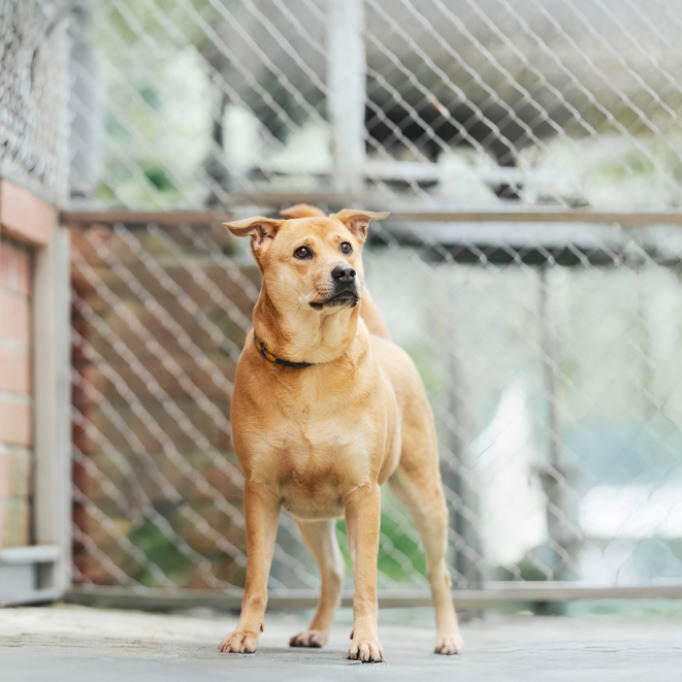 Photo of No. AAAIG1131010004, Adult · Female · Medium · Mixed breed