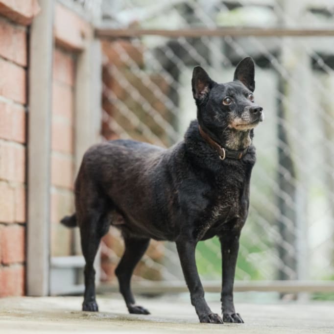 Photo of No. AAAIG1090722001, Adult · Female · Medium · Mixed breed