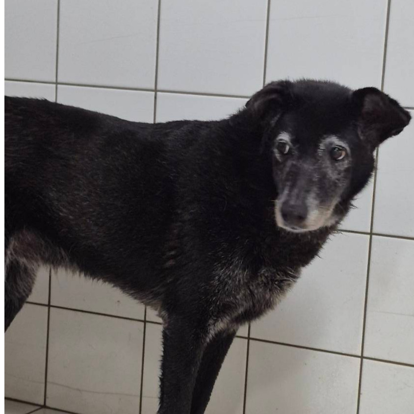 Photo of No. AAAIG1080521003, Adult · Female · Medium · Mixed breed