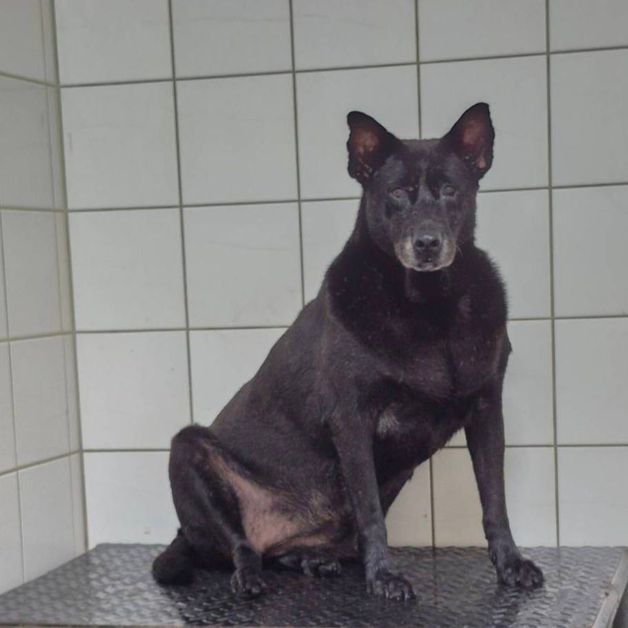 Photo of No. AAAIG105121502, Female · Medium · Mixed breed
