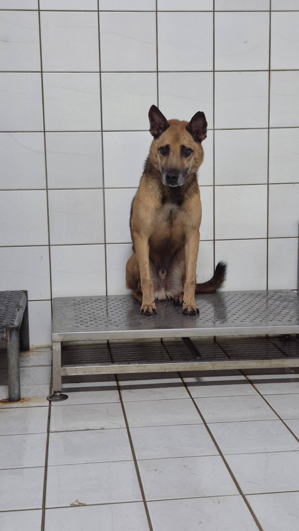 Black-and-tan adult male mixed-breed dog, Medium, shelter no. …6002