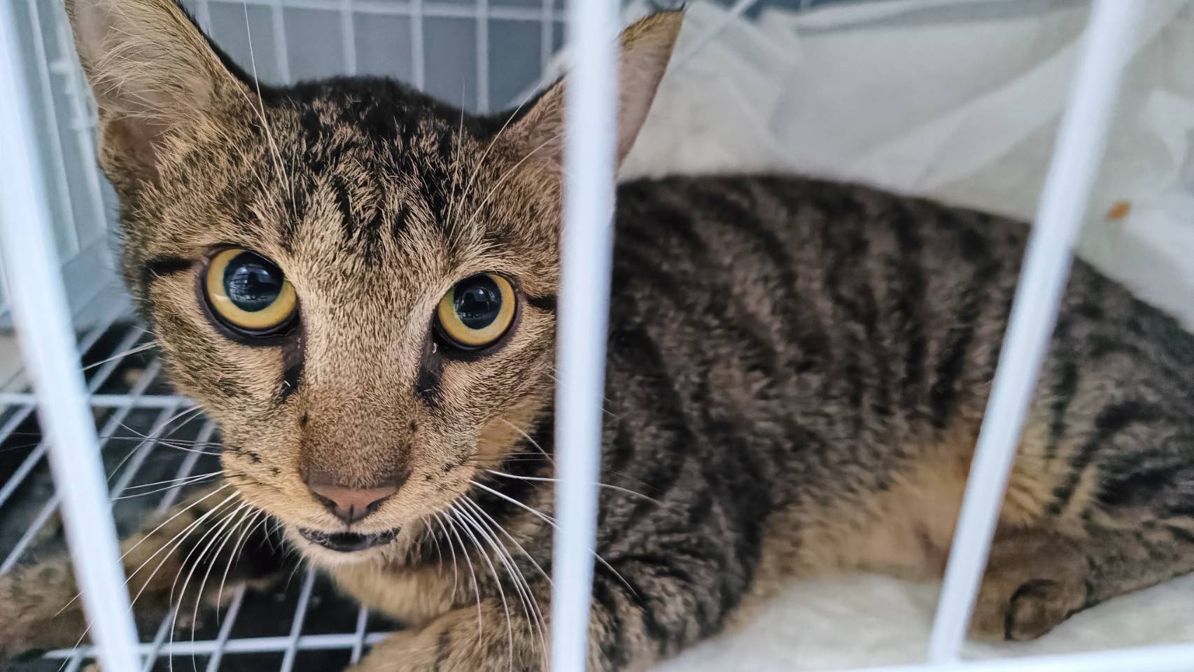 Tabby adult male mixed-breed cat, Small, shelter no. …1104