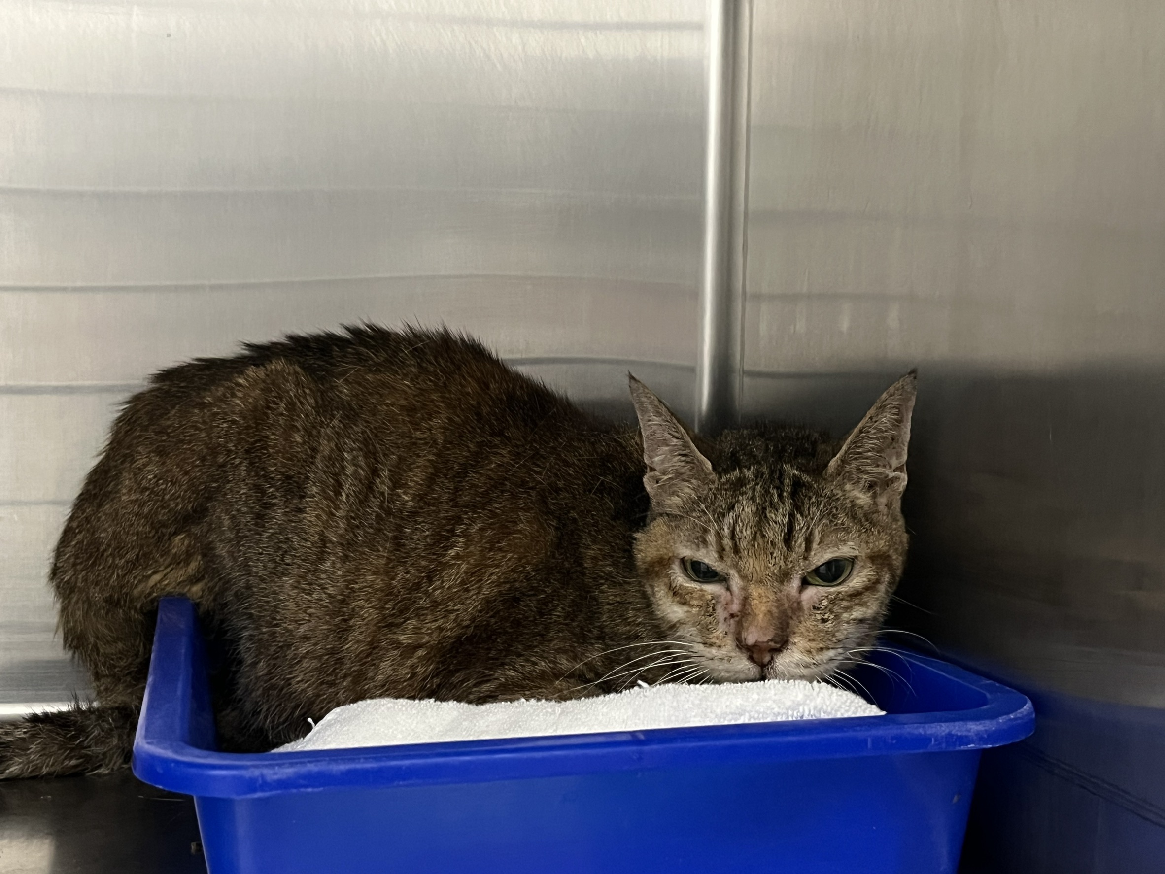 Photo of No. VAAAG114071404, Adult · Female · Medium · Mixed breed