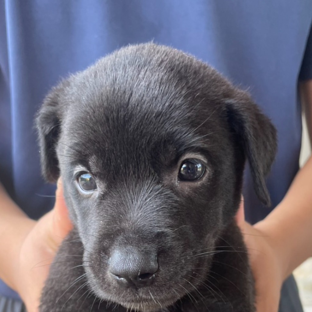 Photo of No. PAAAG1140712010, Adult · Female · Medium · Mixed breed