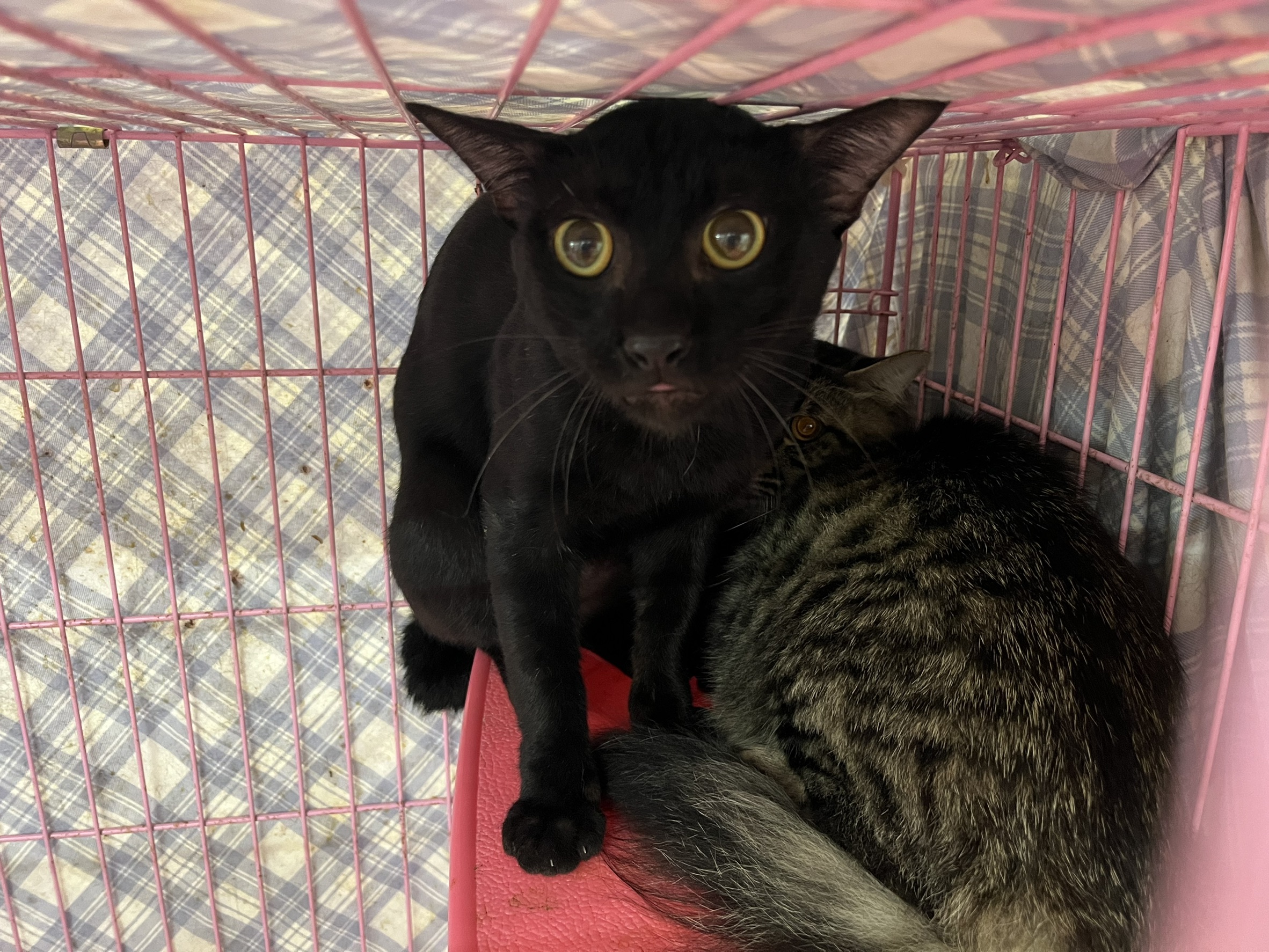 Black adult male mixed-breed cat, Medium, shelter no. …1503