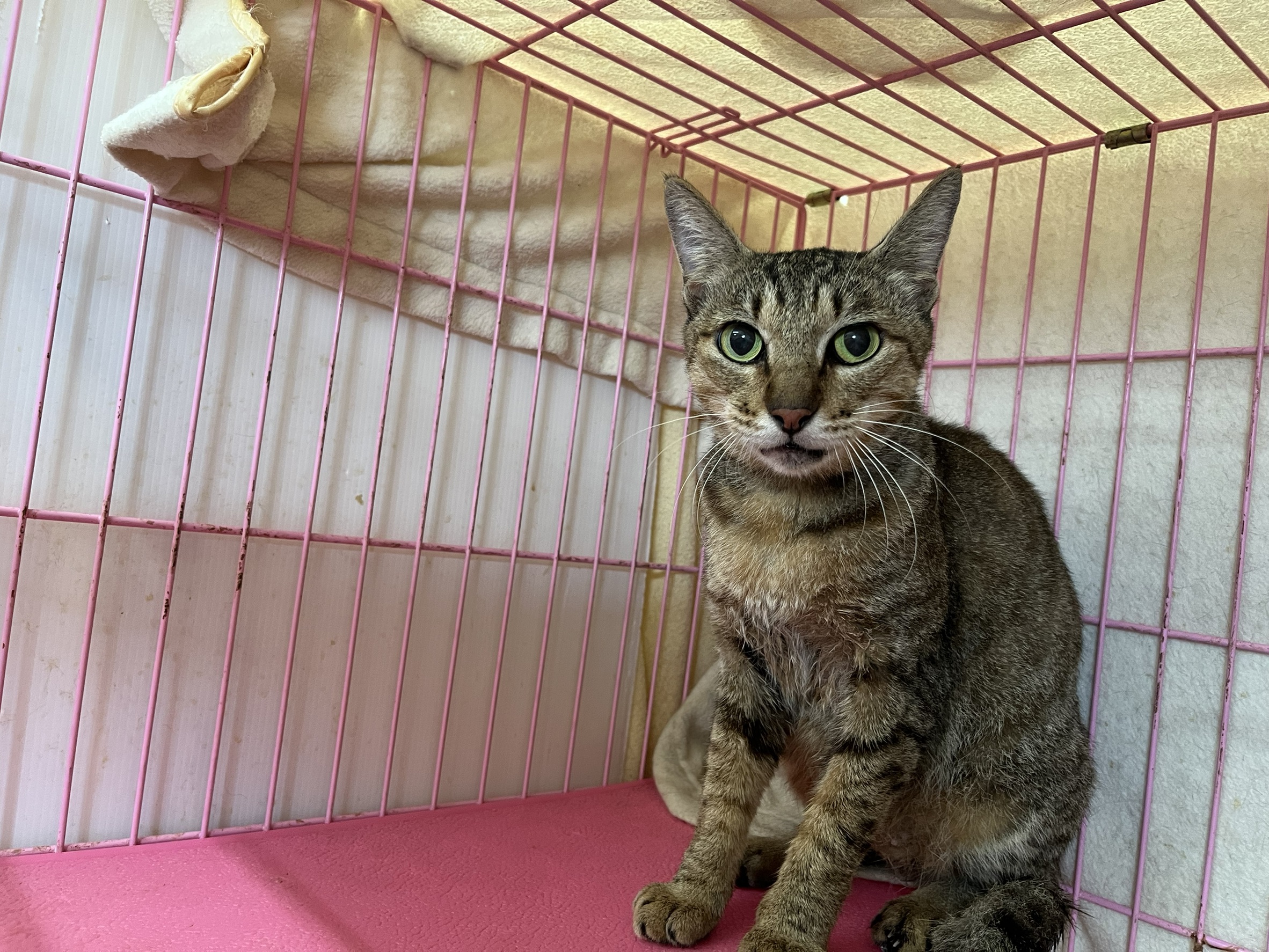 Tabby adult female mixed-breed cat, Medium, shelter no. …1504