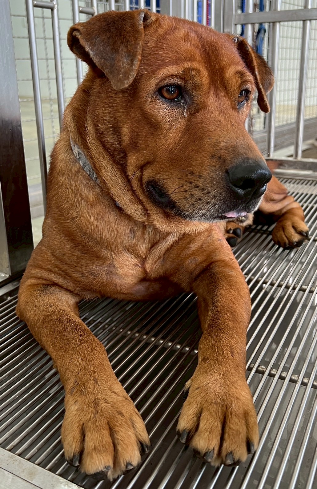 Tan adult male mixed-breed dog, Medium, shelter no. …7006