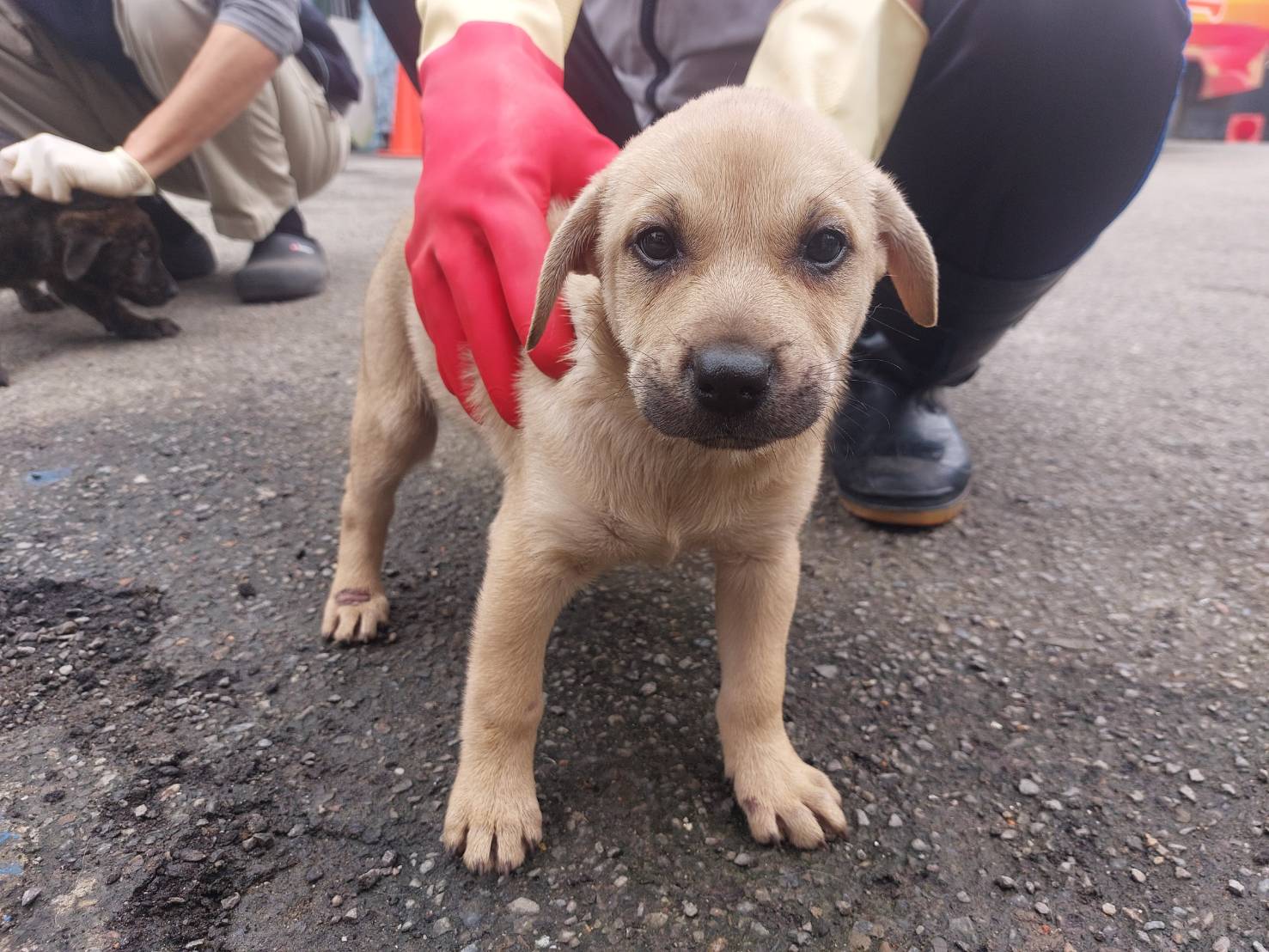 Tan young female mixed-breed dog, Medium, shelter no. …8002