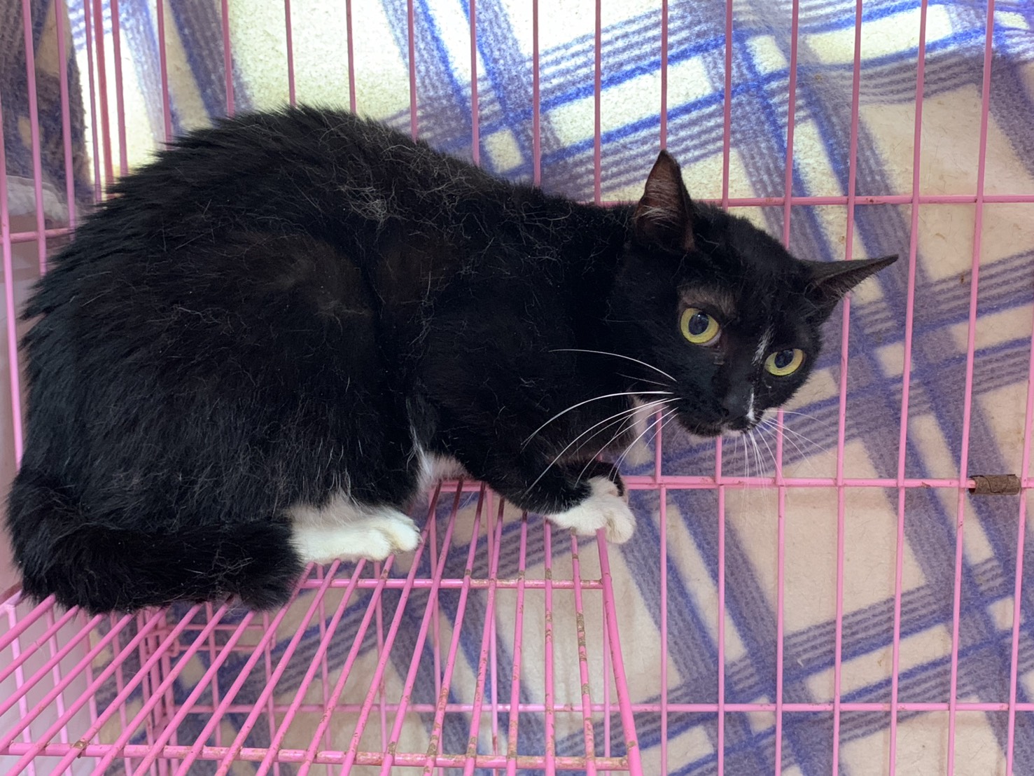 Photo of No. VAAAG114071810, Adult · Female · Medium · Mixed breed