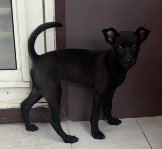 Photo of No. AAAHG1140721001, Young · Female · Medium · Mixed breed