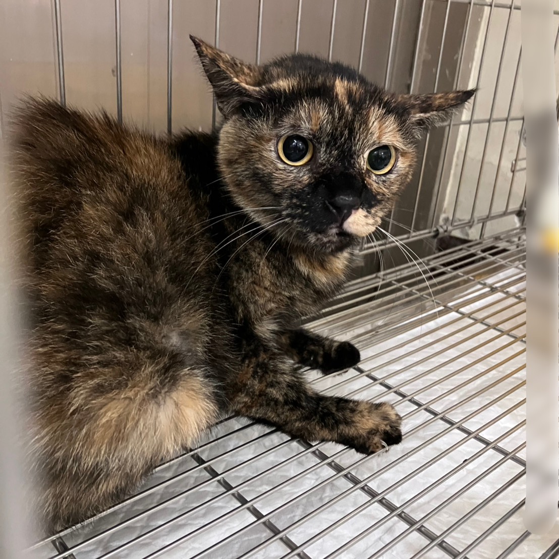 Photo of No. AAACG1140721001, Adult · Female · Large · Mixed breed