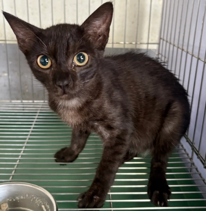 Photo of No. AAAHG1140721010, Young · Male · Medium · Mixed breed