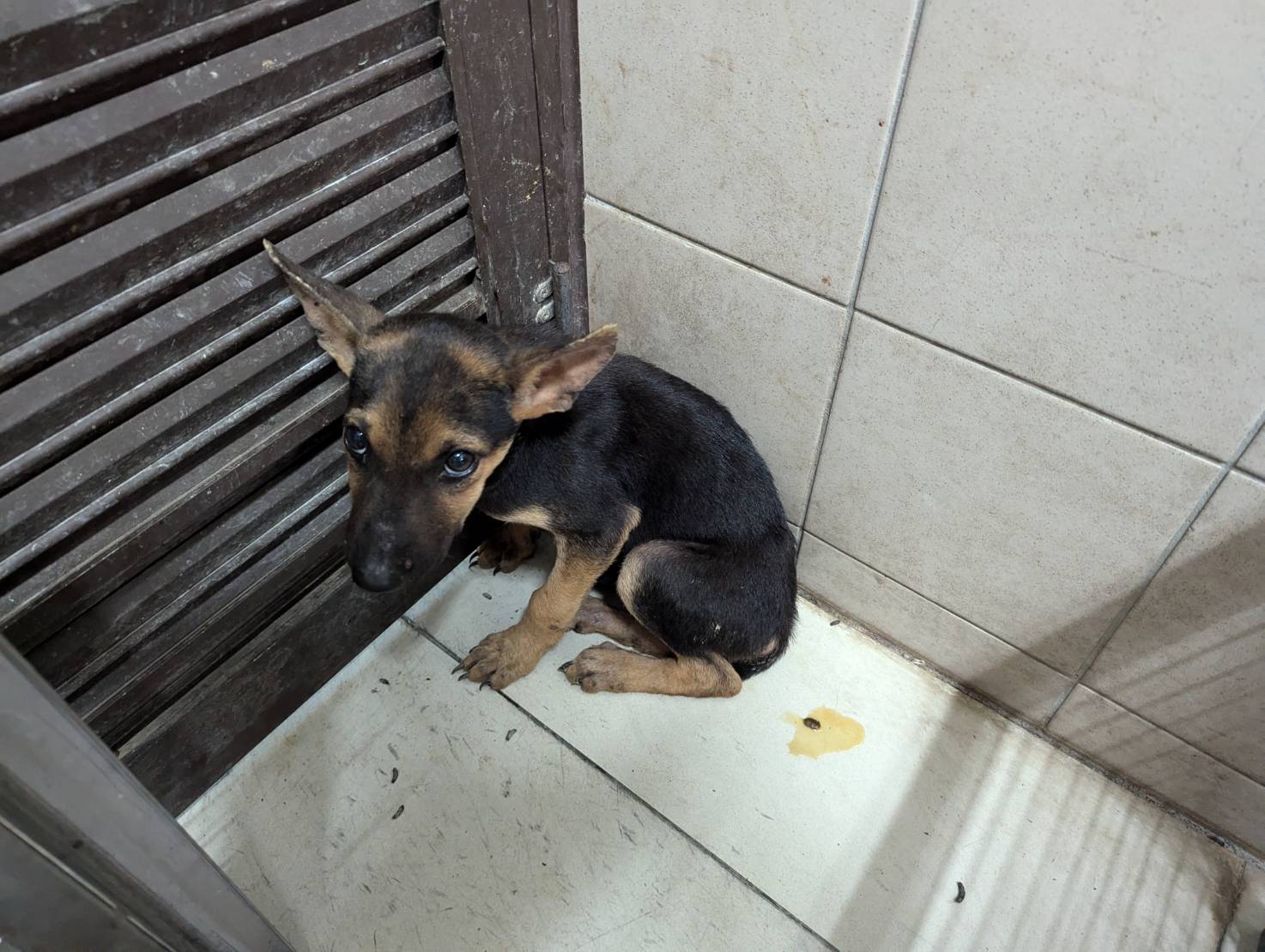 Photo of No. LAABG113102809, Adult · Male · Large · Mixed breed