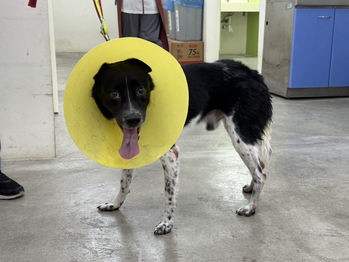 Photo of No. VAAAG114072702, Adult · Male · Medium · Mixed breed