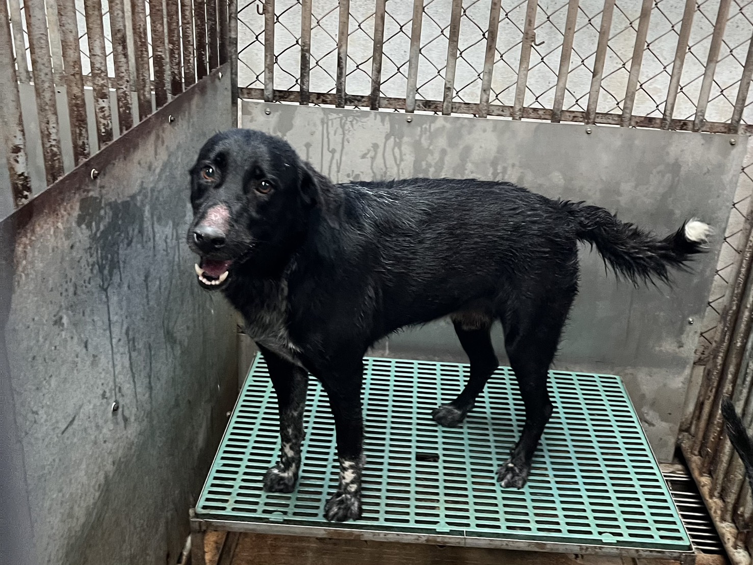 Photo of No. GAAAG1140730013, Adult · Male · Large · Mixed breed