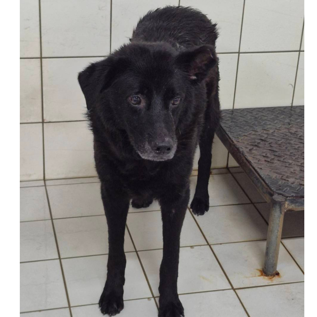 Photo of No. AAAIG106112905, Adult · Male · Small · Mixed breed