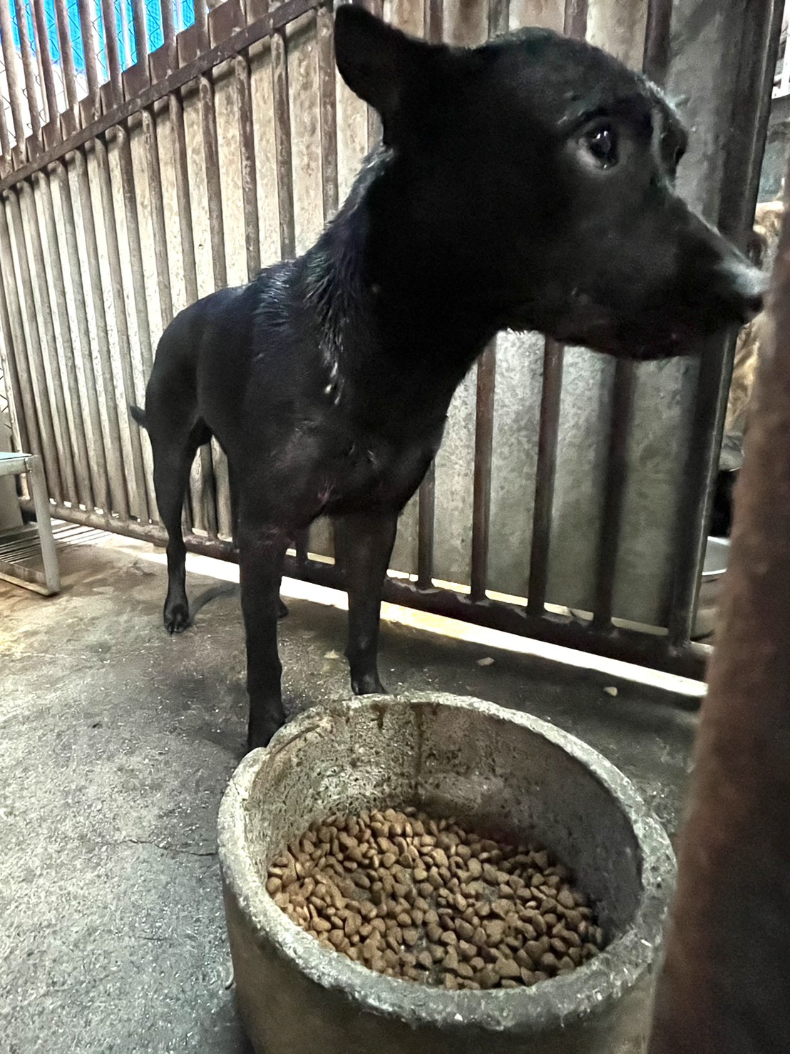 Photo of No. GAAAG1140731002, Adult · Male · Medium · Mixed breed