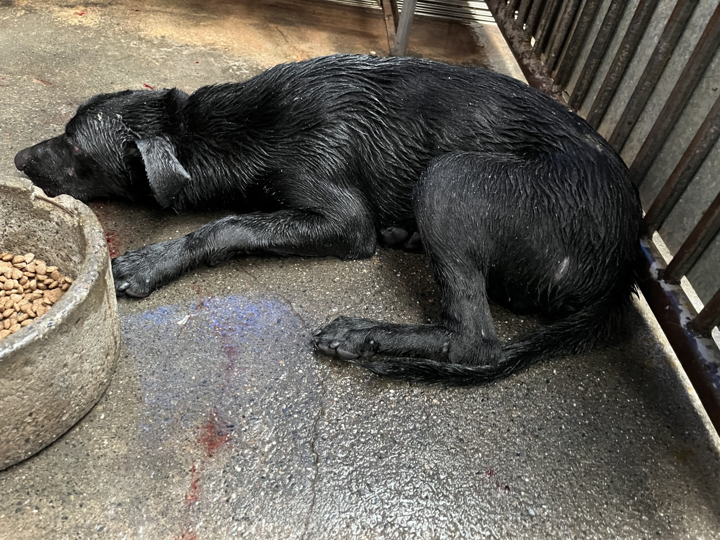 Photo of No. GAAAG1140731006, Adult · Male · Medium · Mixed breed