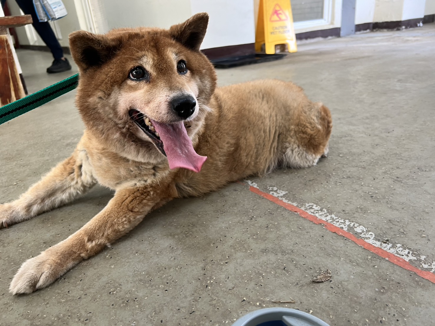 Photo of No. CAAAG1140731001, Adult · Male · Medium · Shiba Inu