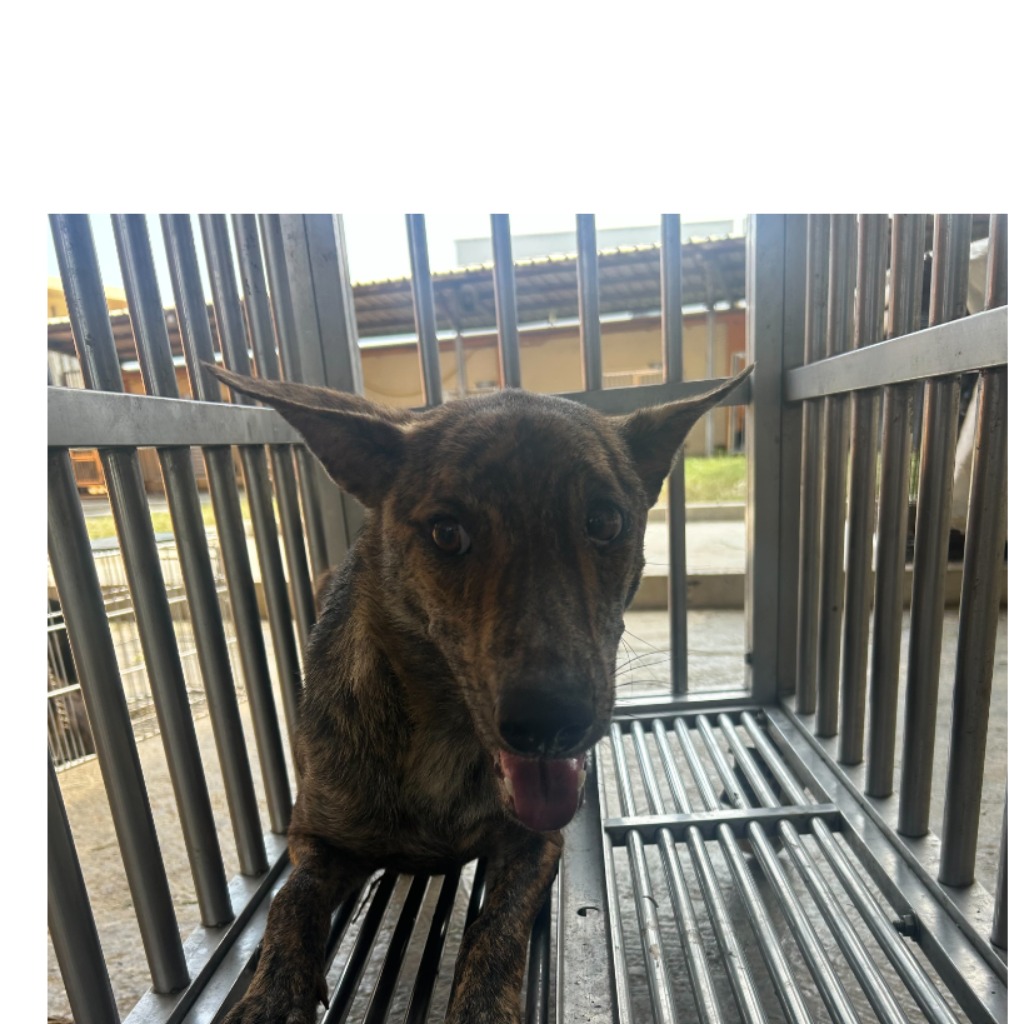 Photo of No. PAAAG1140729027, Adult · Female · Large · Mixed breed