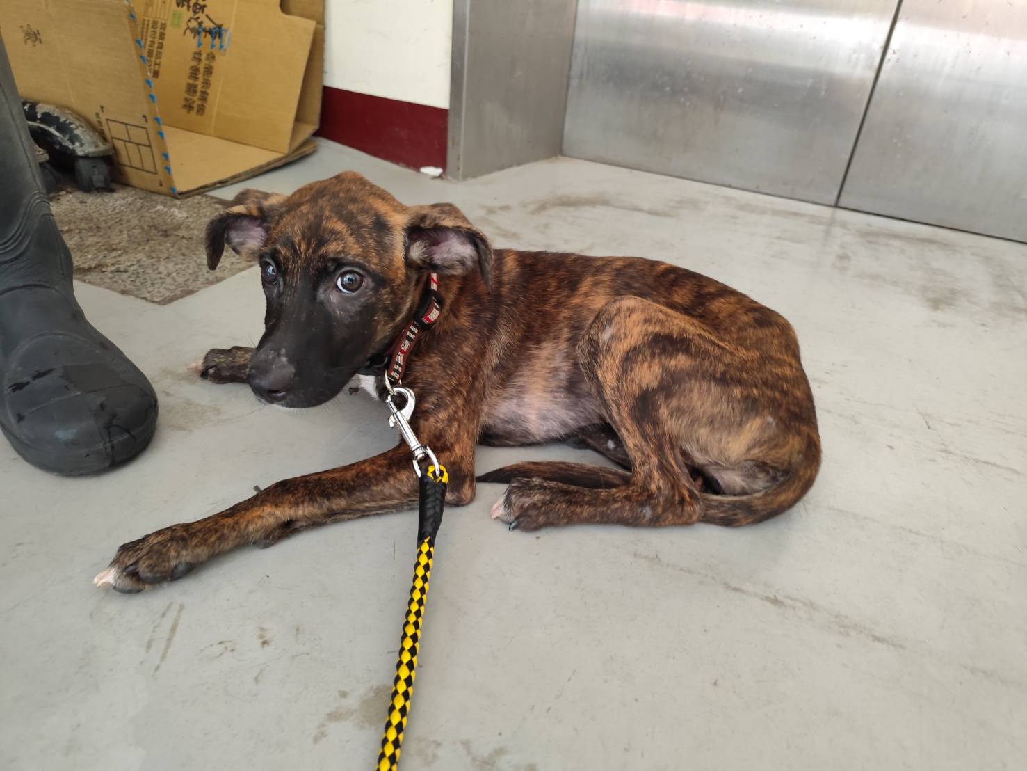Photo of No. LAABG114072501, Young · Female · Large · Mixed breed