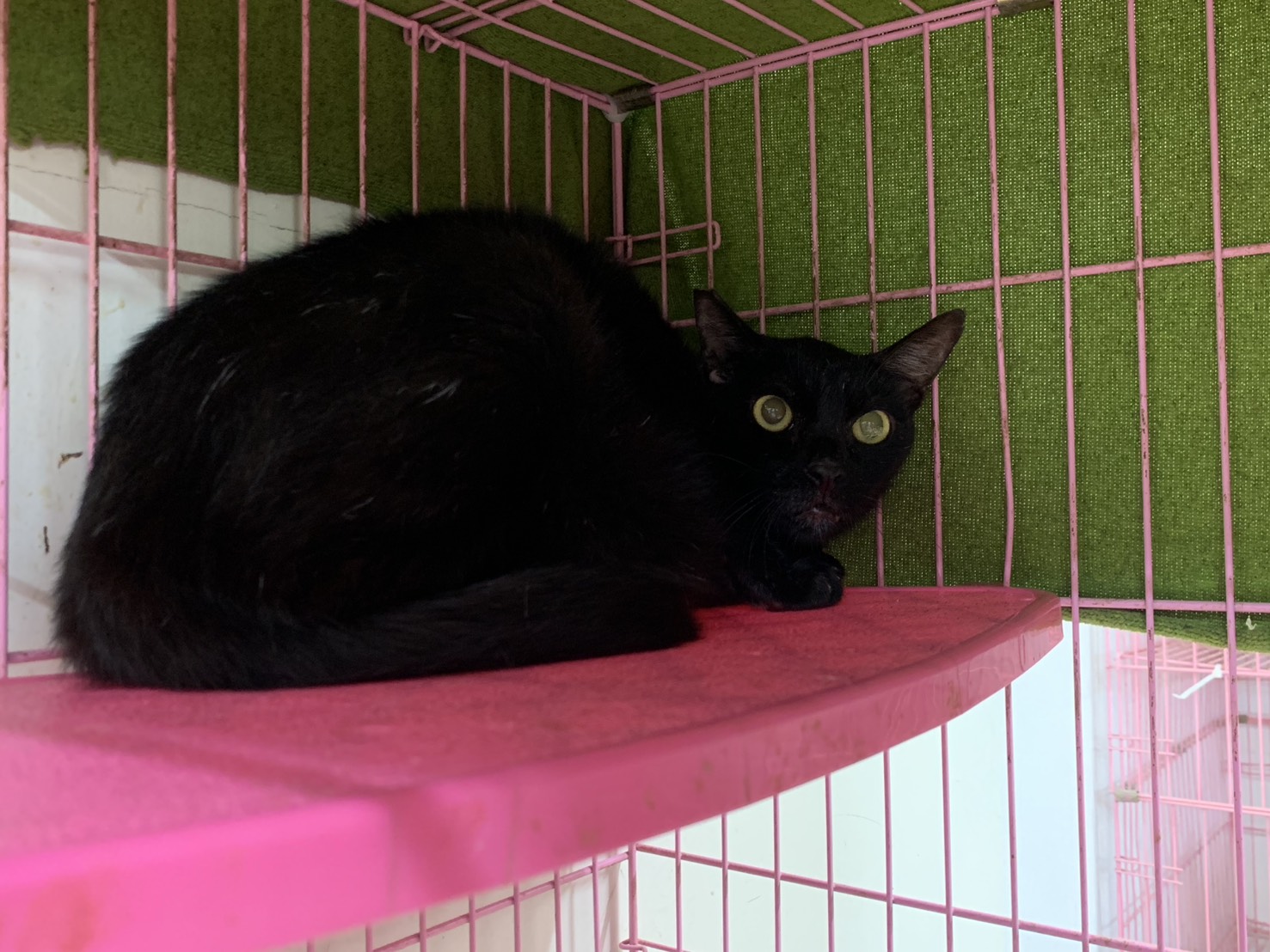 Photo of No. VAAAG114073104, Adult · Female · Medium · Mixed breed