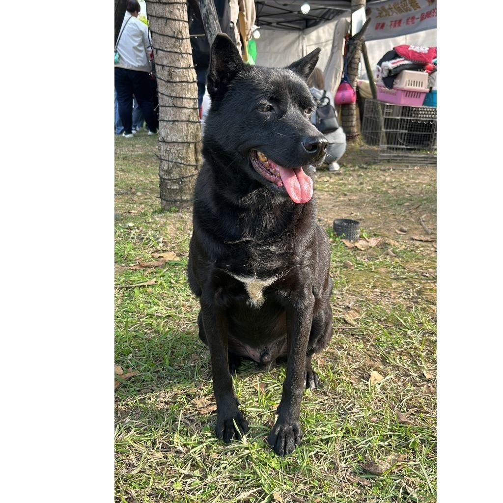 Photo of No. AAACG1090929001, Adult · Male · Medium · Mixed breed