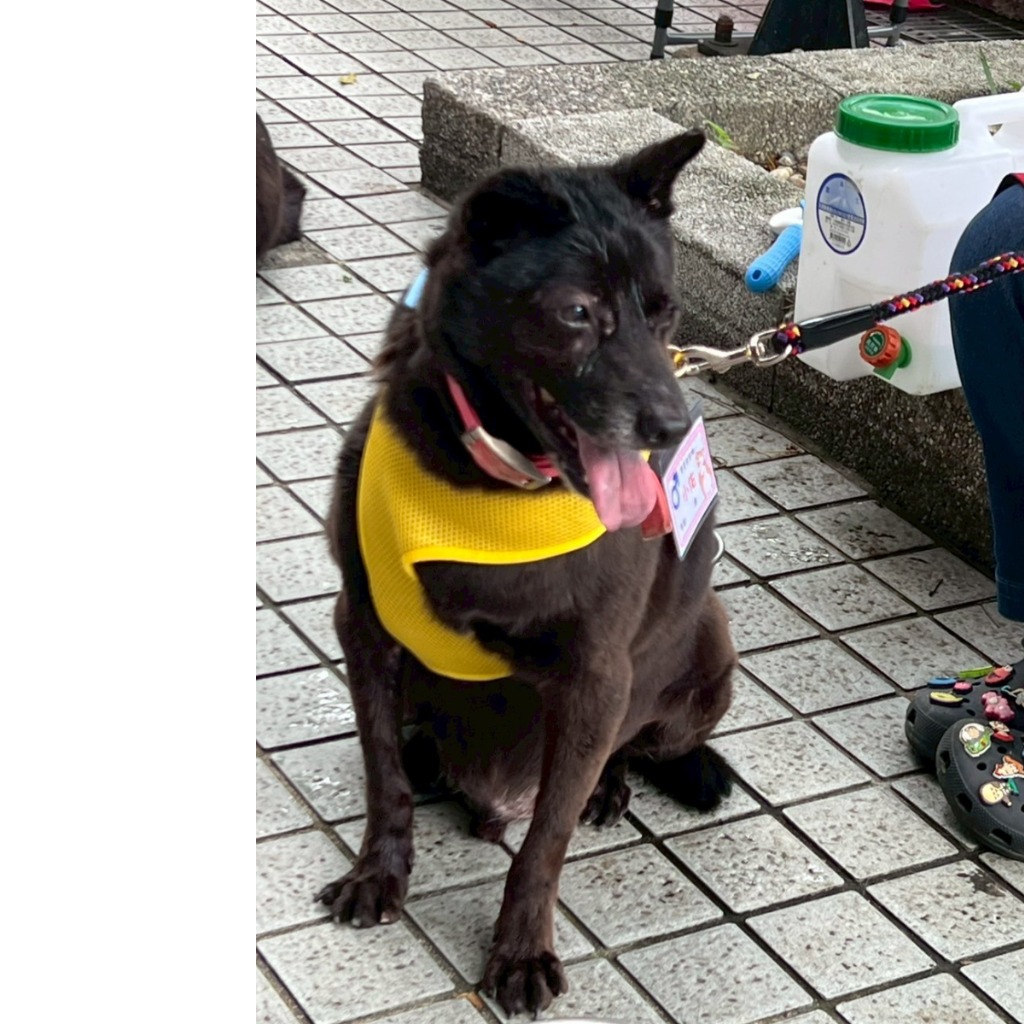 Photo of No. AAACG1080403002, Adult · Male · Medium · Mixed breed