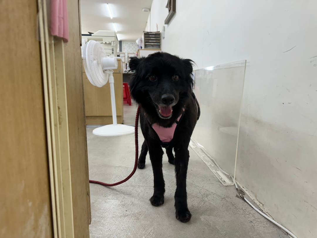 Photo of No. VAAAG114080311, Adult · Female · Medium · Mixed breed
