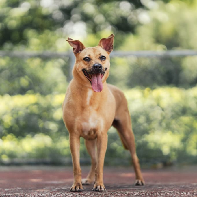 Photo of No. AAADG2021030913, Adult · Female · Medium · Mixed breed