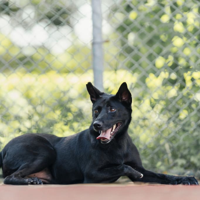 Photo of No. AAADG2023072604, Adult · Female · Medium · Mixed breed