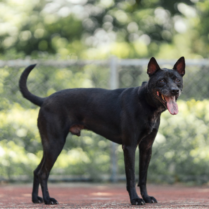 Photo of No. AAADG2023083107, Adult · Male · Medium · Mixed breed