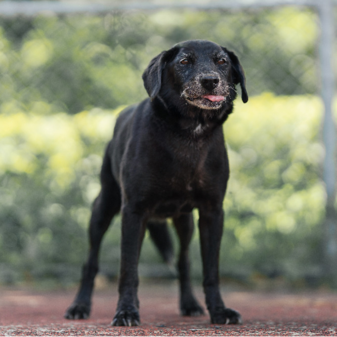 Photo of No. AAADG2024111806, Adult · Female · Medium · Mixed breed