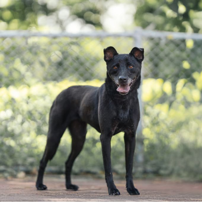 Photo of No. AAADG2021012101, Adult · Female · Medium · Mixed breed