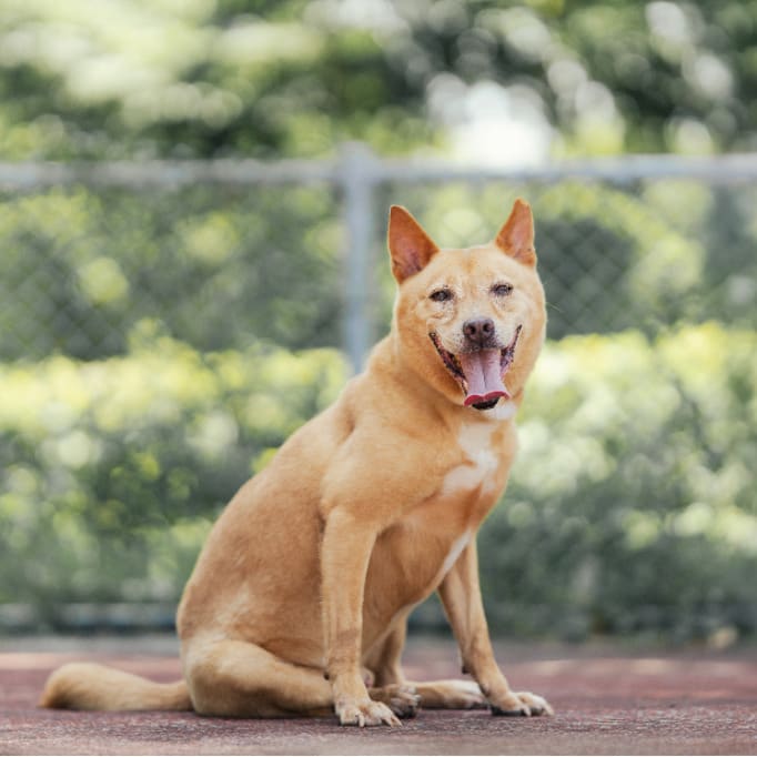 Photo of No. AAADG2023122901, Adult · Male · Medium · Mixed breed