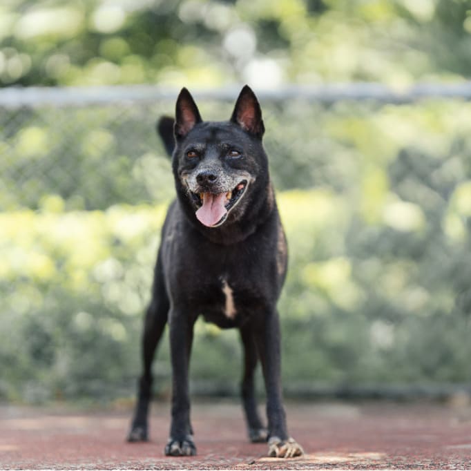 Photo of No. AAADG2023022001, Adult · Male · Medium · Mixed breed