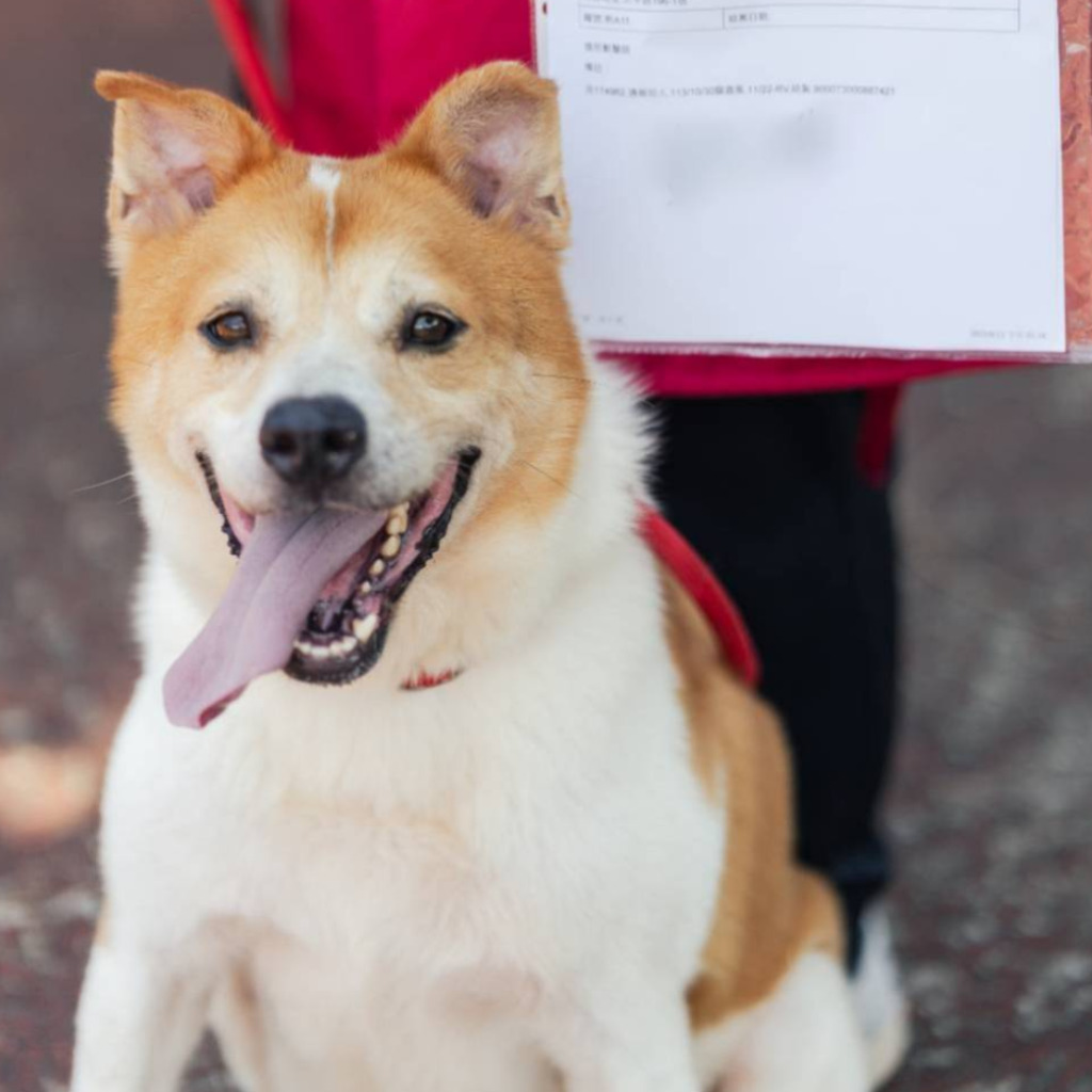 Photo of No. AAADG2024120202, Adult · Male · Medium · Mixed breed