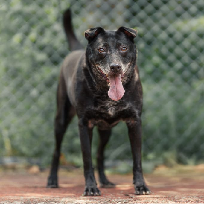 Photo of No. AAADG2017070102, Adult · Female · Medium · Mixed breed
