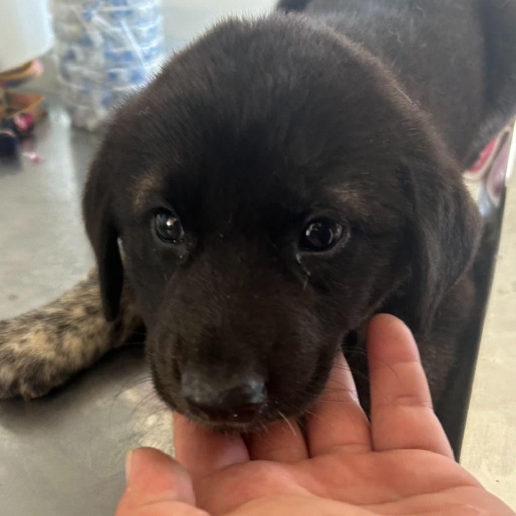 Photo of No. PAAAG1140806005, Adult · Female · Medium · Mixed breed