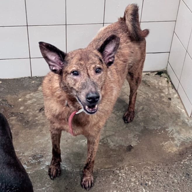 Photo of No. AAACG1090813001, Adult · Male · Medium · Mixed breed