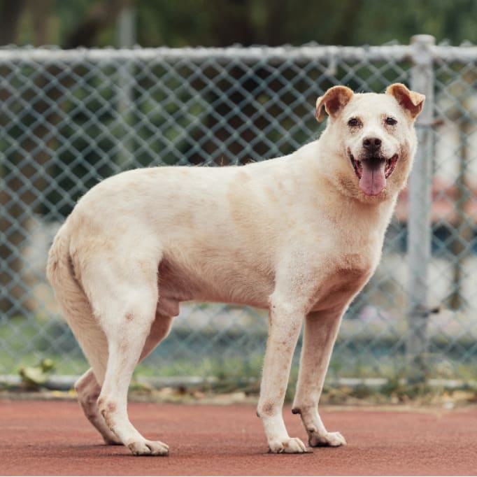 White adult male mixed-breed dog, Medium, shelter no. …1309