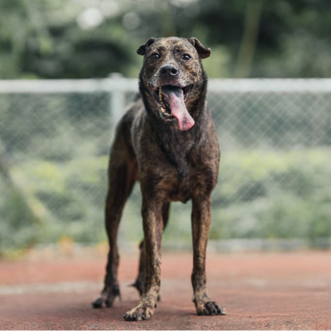 Photo of No. AAADG2024010203, Adult · Male · Medium · Mixed breed
