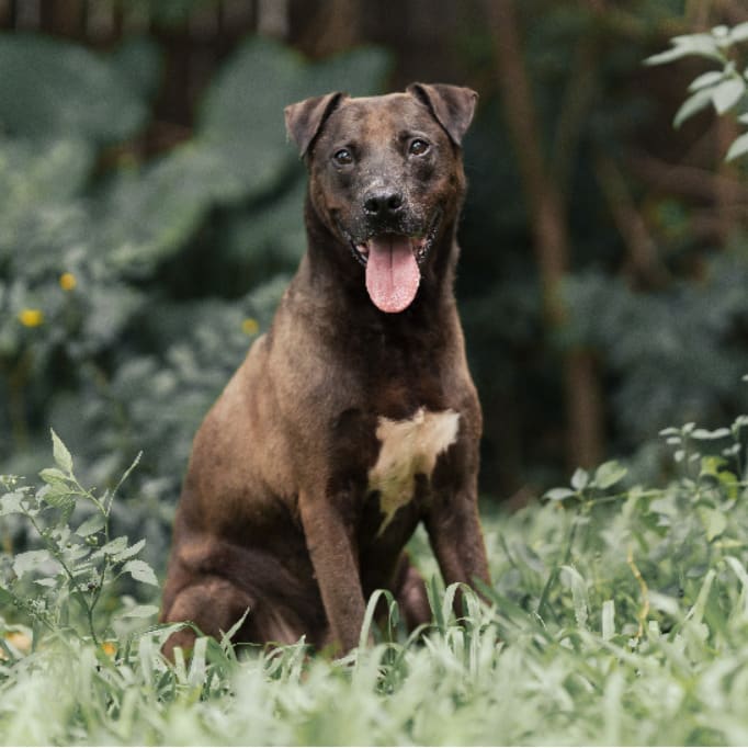 Photo of No. AAADG2021112003, Adult · Male · Medium · American Pit Bull Terrier