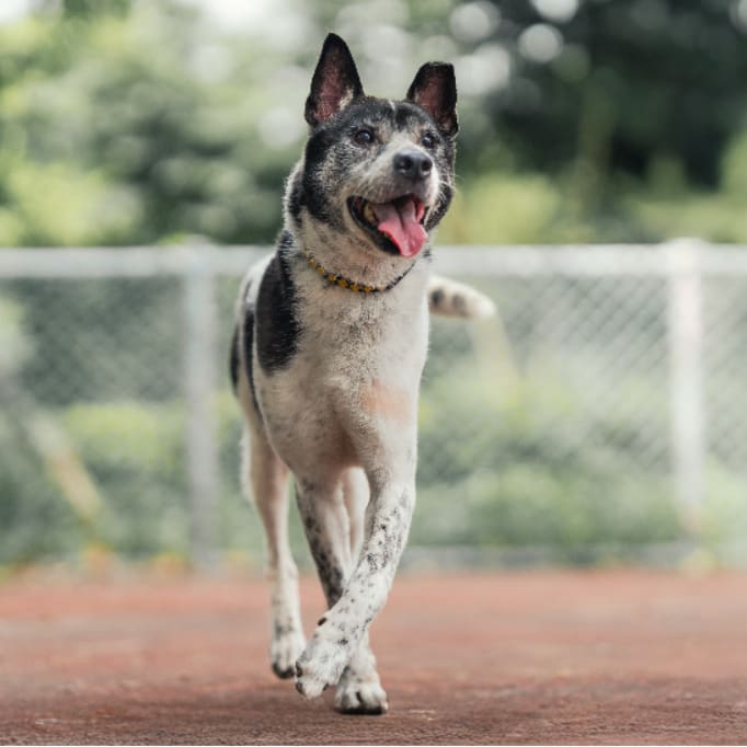 Black-and-white adult male mixed-breed dog, Medium, shelter no. …1501