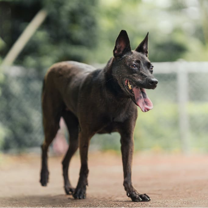 Photo of No. AAADG2019080607, Adult · Female · Medium · Mixed breed