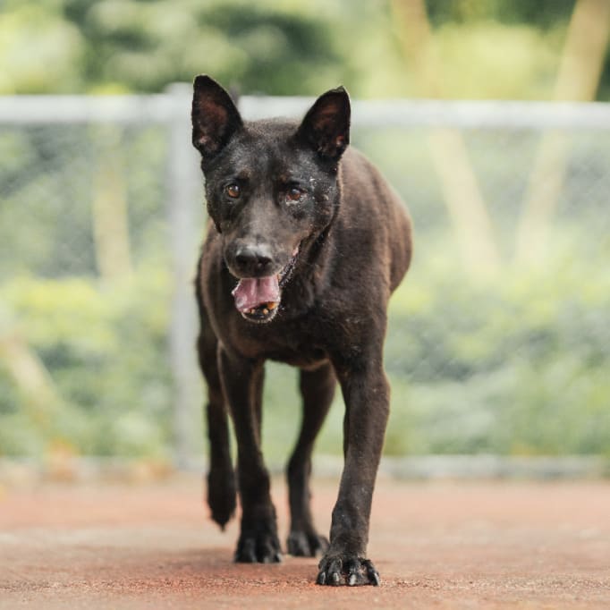 Black adult male mixed-breed dog, Medium, shelter no. …3005