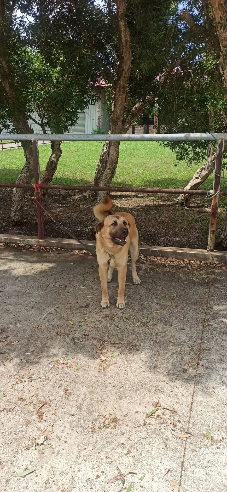 Photo of No. 1140807D01, Adult · Male · Large · Mixed breed