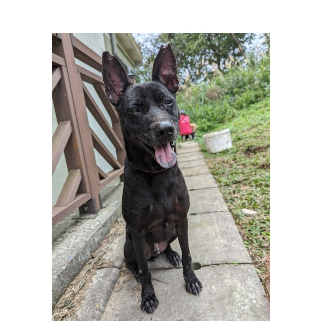 Photo of No. QAAAG1120428001, Adult · Male · Large · Mixed breed