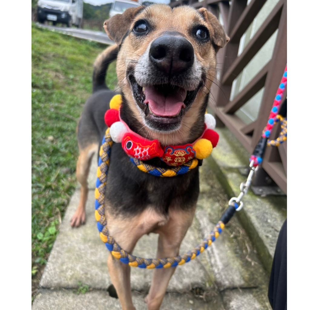 Brown-and-black adult female mixed-breed dog, Medium, shelter no. …3002